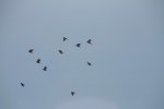 _MG_6018.JPG