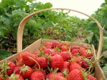 strawberryPicking.jpg