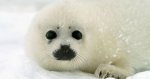 focas-peligro-cambio-climatico[1].jpg