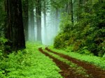 bosques-9.jpg