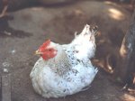 gallina[1].jpg