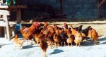 gallinas[1].jpg