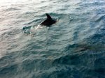 img1110a.jpg