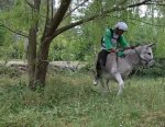 Burro.jpg