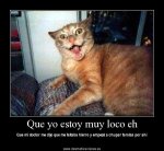 gato_.jpg