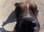 dogfenasosa.JPG