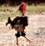 gallo.jpg