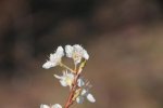 flor.JPG