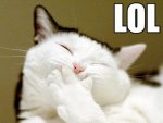 lol+cat.jpg