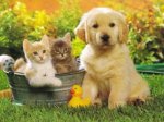 vestir-perritos-y-gatitos.jpg