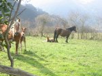 IMG_0222 - copia.JPG