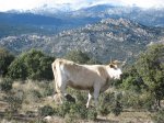 IMG_1196_redimensionar.jpg
