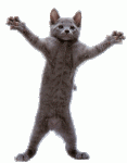 danza_del_gato-13027.gif