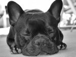dormir_500.jpg