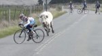 vaca.jpg