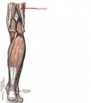 musculos.jpg