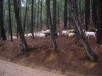 m_Cazorla febrero 07 052.jpg