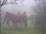 DSCN0963.jpg