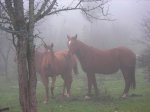 DSCN0964.jpg