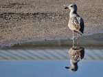 REFLEJO GAVIOTA [1024x768].jpg