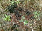 Enphorma-4.jpg