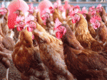 Galpon-de-gallinas.gif