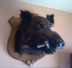Jabali con gafas.jpg
