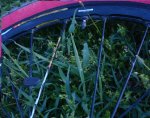DSC08517.JPG