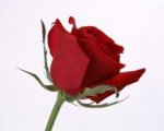 rosa.jpg
