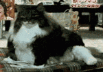 tumblr_m2fwbxp0bs1qb6cnho1_250.gif