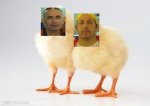 pollitos amunt-puretty.JPG