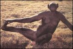bonobo.jpg