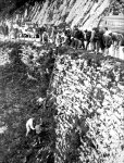 1951 Tour - 13&#170; etapa, Rescate de Win Van Est.jpg