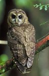 170px-Northern_Spotted_Owl.USFWS-thumb.jpg
