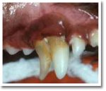 dental02.jpg