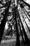 02-trees.jpg