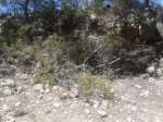 Pinos Cortados.jpg