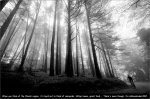 chianti-trees.jpg
