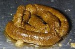 mierda.jpg