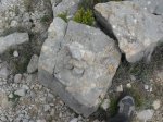 SDC11282.JPG