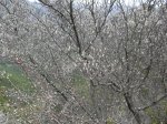 SDC11303.JPG