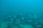 DSC_3142.JPG