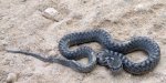 serpiente.jpg