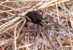 araÃ±a.jpg