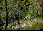 giro12st12-trees.jpg