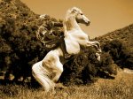 Caballo-De-Pie.jpg