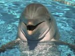 Delfin.jpg
