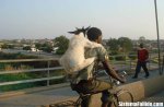 bicicabra.jpg
