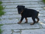 fPERRITOS 015 - copiaa.jpg