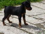fPERRITOS 072 - copiaa.jpg